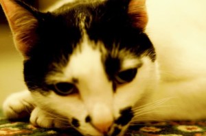 Sappho the Cat. The cure for everything. Photography by Phoebe Taylor